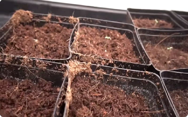 Redarling, (F1) Brussels Sprout Seeds
